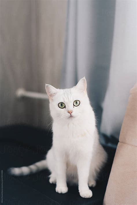 View Curious White Cat Sitting And Looking At The Camera By Stocksy