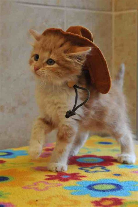 Cat Cowboy Hat Meme Cowboy Hat Memes Dank Cat Memes And Cowboy Hats