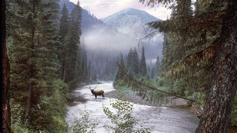 Elk Selway Bitterroot Wilderness Idaho Animal Planet Pinterest