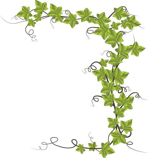 Ivy Drawing Png Transparent Background Free Download 46863 Freeiconspng