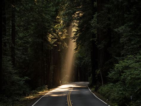 Обои лес дорога Forest Dense Road Paved Conifer Daylight