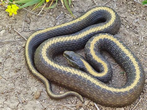 Santa Cruz Garter Snake Life List Blog Posts