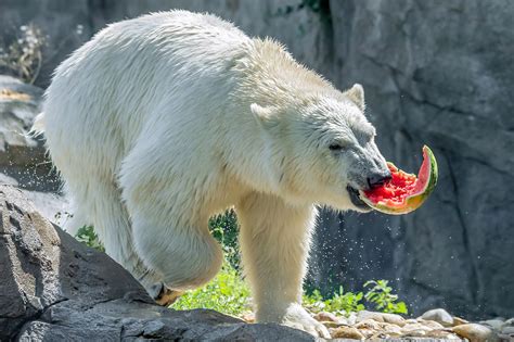 Video Water Delicious Treat Polar Bears Beat The Heat By Snacking On