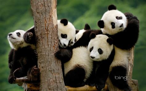 Free Download Panda Bearsanimalsbing Animals Panda Bears Bing Bears Wallpapers 600x375 For