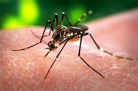 pregnant moms warned about travel to mexico because of zika virus 980 cjme
