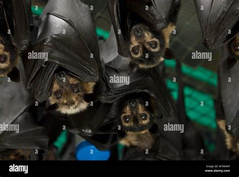 Spectacled Flying Foxes Pteropus Conspicillatus Inside Enclosure