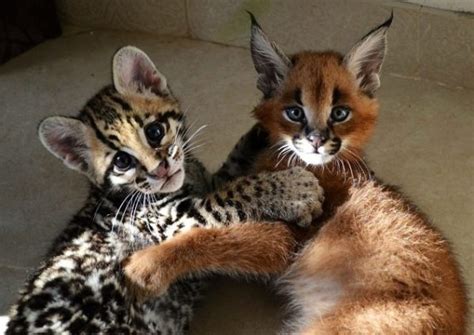 See more of caracal canada on facebook. Ocelot Kitten For Sale Online | Buy Ocelot Kitten Online