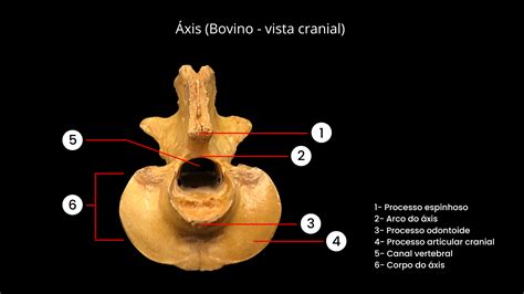 Estudo de Anatomia Comparada Medicina Veterinária Estácio Niterói