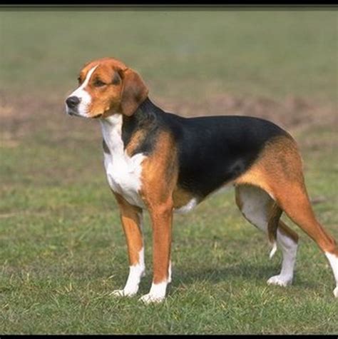 Love Dog About American Foxhound