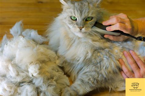 How To Shave A Long Haired Cat Follow This Step Guide The Pet S Sphere