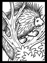 Porcupine Coloring Tree Printable Animals Porcupines Line Drawing Colouring Cute Supercoloring Animal Hedgehog Clipart Winter Atozkidsstuff Coloringpagebook North American Advertisement sketch template