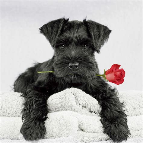 Our facility has miniature/mini schnauzer pups for sale that are ready to go home with you today! Miniature Schnauzer Dog, 10 week old puppy lying Date #18904516