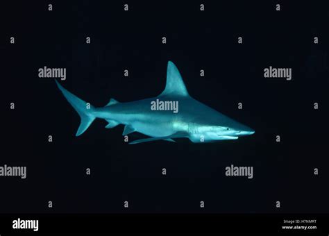 Sandbar Shark Carcharhinus Plumbeus Underwater Portrait Bottom