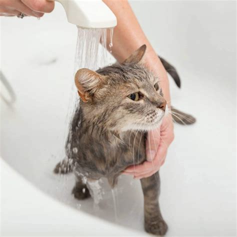 How To Bathe A Cat Step By Step Tips From A Groomer Bechewy