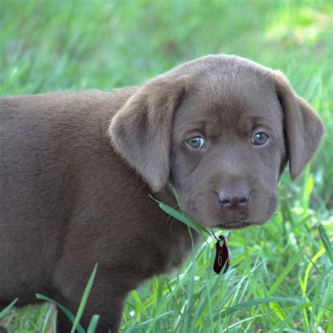 *sml must know your first choice on sex/color to hold your puppy (a second choice is recommended). Black & Chocolate Lab Puppies For Sale!