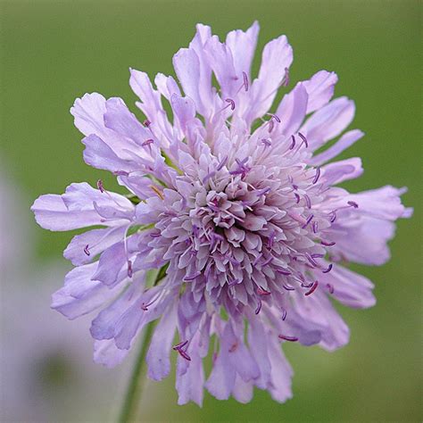 Buy Field Scabious Knautia Arvensis Delivery By Waitrose Garden