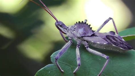 The Alien Looking Assassin Bug Aka Wheel Bug Is An Apex Predator Of