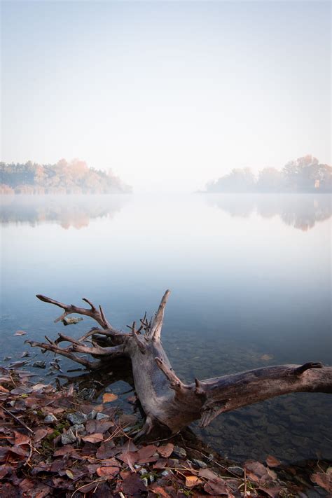 Lake Fog Water Driftwood Shore Hd Phone Wallpaper Peakpx