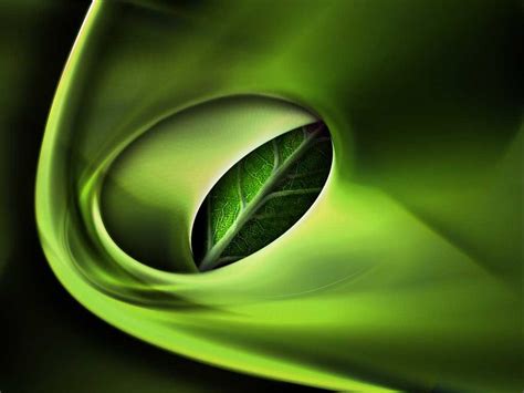 3d Leaf Wallpapers Top Free 3d Leaf Backgrounds Wallpaperaccess