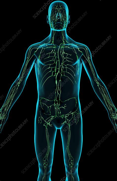 The Lymph Supply Of The Upper Body Stock Image F0015854 Science