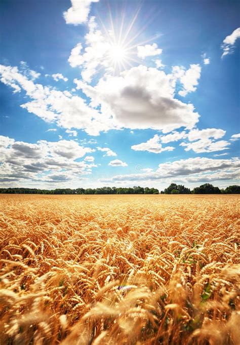 Sunny Wheat Field Stock Photo Image Of Corn Agriculture 121916638