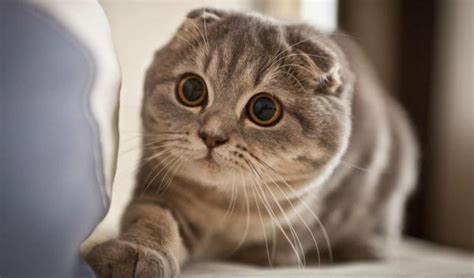 4 Things To Know About Scottish Fold Cats Prettylitter