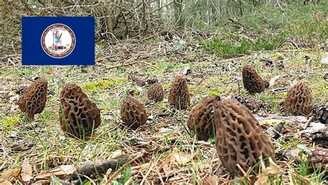 Morel Hunting In Virginia Mushroomstalkers