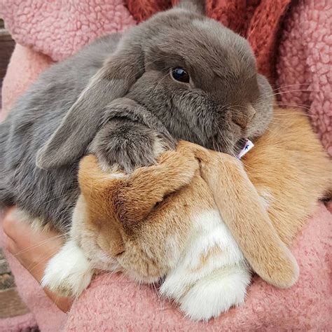 Rabbit And Bunny On Instagram 🐰😍 Follow Us Rabbitdotbunny For More By