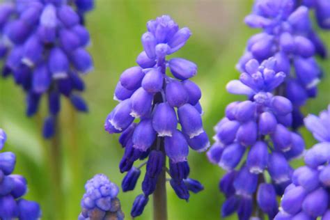 Like all gentians in the wild, it has smooth green leaves. 27 Flowers That Start With G (List of Flower Names G)