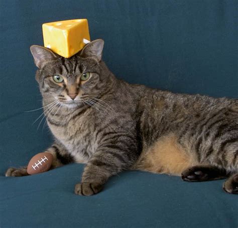 What beans are best for cats? Cheese Hat Cat - Cute Cats in Hats