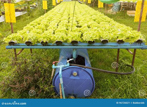 Hydroponics Green Vegetable Growing In The Nursery Agriculture Stock