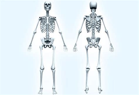 Gluteus maximus, semitendinosus and biceps. What Is Osteoporosis? Treatment, Symptoms, Medication