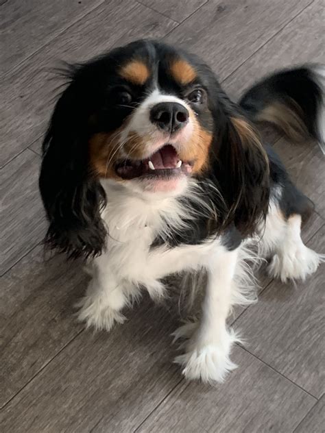If they are separated from their humans for too long, they tend to express their anxiety. King Charles Spaniel Puppies For Sale | San Antonio, TX ...