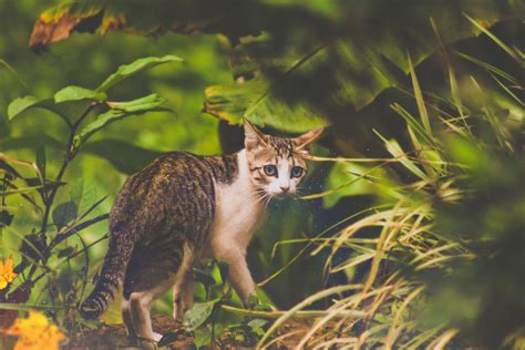Free Images Wildlife Fauna Whiskers Vertebrate Wild Cat Small To