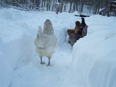 Sharon Space Chickens And Snow Lots Of Snow