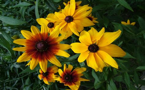 Yellow Brown Flowers : Wallpapers13.com