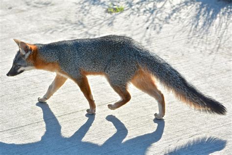 Gray Fox Don Owens Flickr