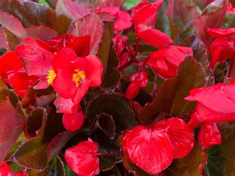 Begonia Whopper Bronze Leaf Red Bloom Masters