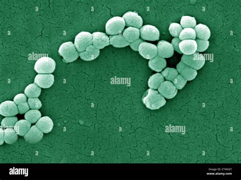 Micrococcus Luteus Stock Photo Royalty Free Image 49277207 Alamy