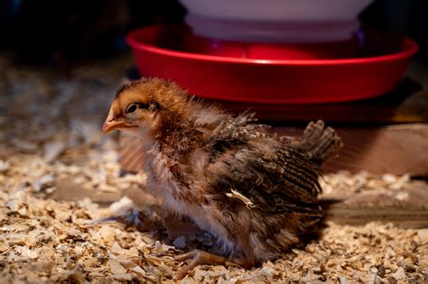 How To Raise Baby Chicks Everything You Need To Know Backyard Chicken Project