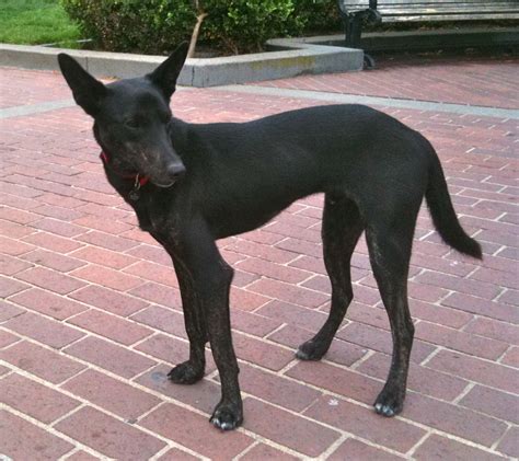 Check out our formosan mountain dog selection for the very best in unique or custom, handmade pieces from our pins & pinback buttons shops. Dog of the Day: Tai the Pharaoh Hound/Formosan Mountain Dog | The Dogs of San Francisco