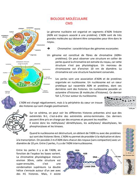 Biologie Moléculaire Cm3 Biologie MolÉculaire Cm Le Génome Nucléaire Est Organisé En Segments
