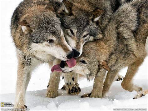 Gentle Carnivore Wolf Animals Winter Hd Wallpaper Peakpx