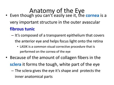 Ppt Anatomy Of The Eye Powerpoint Presentation Free Download Id