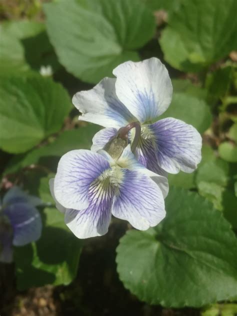 Maryland Biodiversity Project Common Blue Violet Viola Sororia