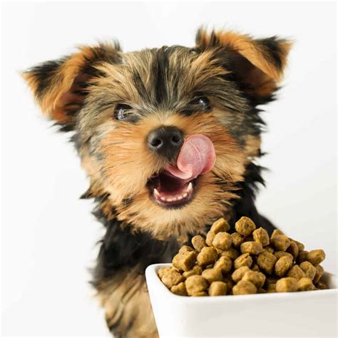 🦴 Best Dog Food For Yorkie Puppies In 2020 🦴 Goodpuppyfood