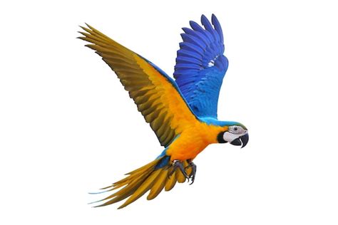 Premium Photo Colorful Macaw Parrot Flying Isolated On White