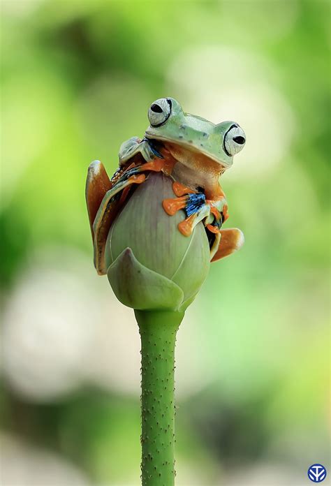 Pin By Samiamsosa1940 On Frogs Cute Frogs Animals Beautiful Funny Frogs