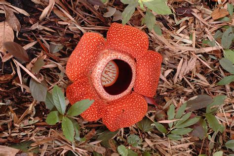 Rafflesia A Full Bloom Rafflesia Flower Approx 80cm Across Flickr