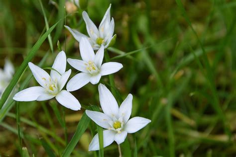 Flowers White Wildflowers · Free Photo On Pixabay